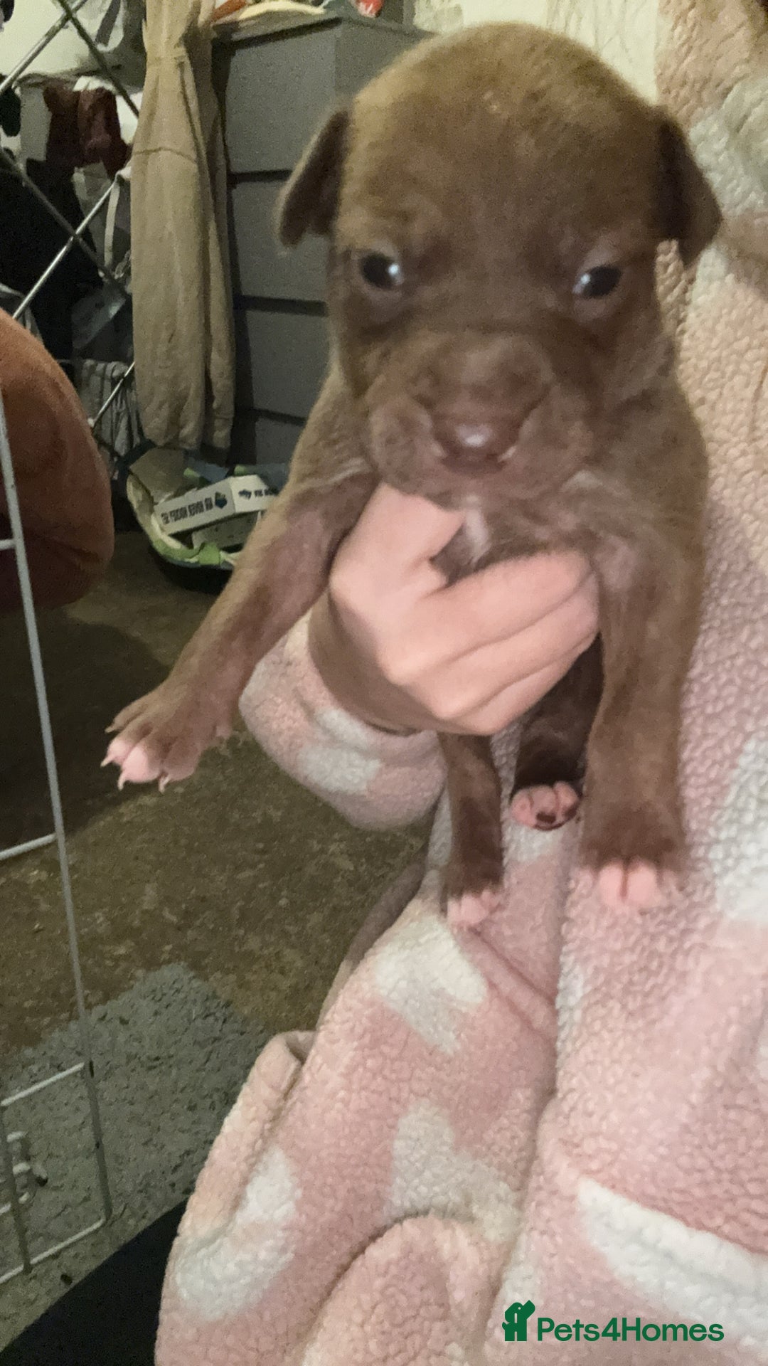 Mixed Breed dogs for sale: Bully pups  - Advert 5