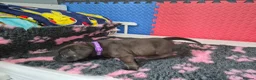 Staffordshire Bull Terrier dogs for sale: Staffordshire bull terrier pups in Leeds - Advert 29