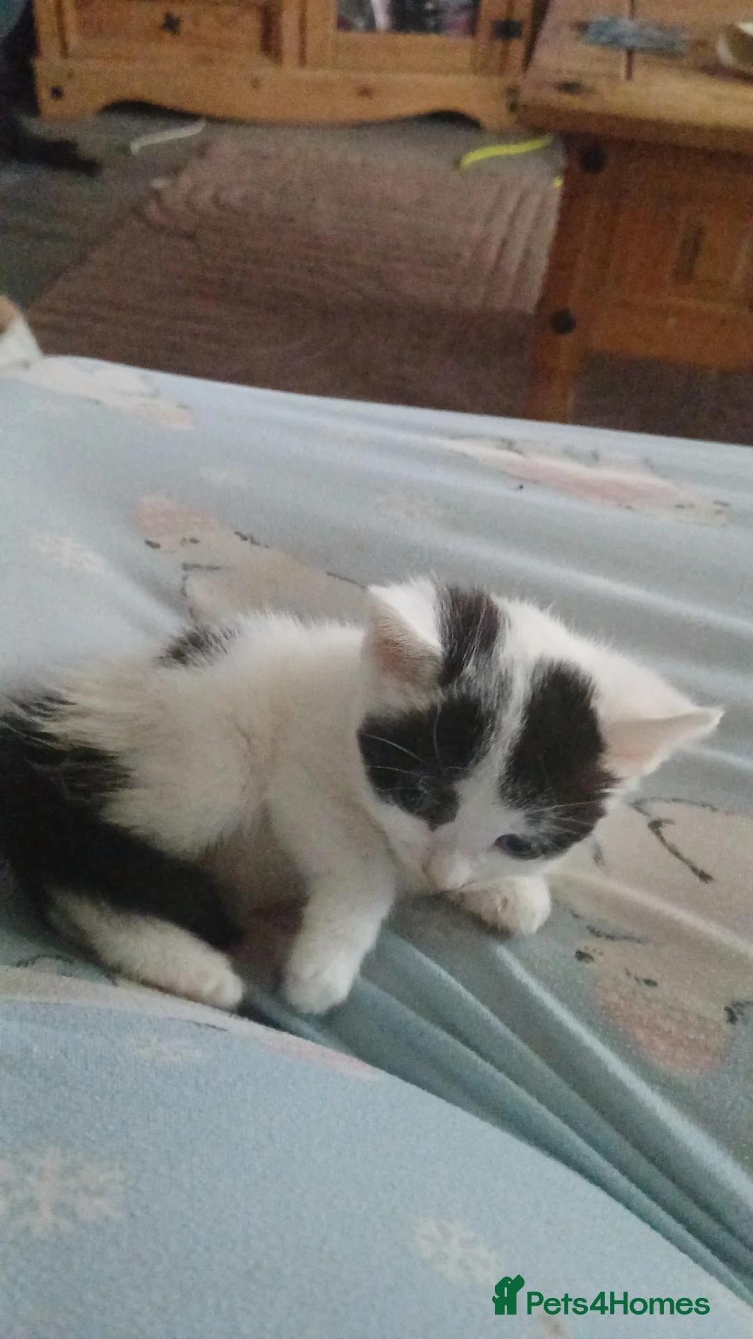 Mixed Breed cats for sale: 2 kittens for sale 100 pounds each - Advert 4
