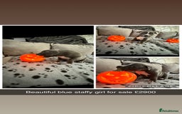 Staffordshire Bull Terrier dogs for sale: Chunky Staffordshire bull terrier puppies for sale - Image 11