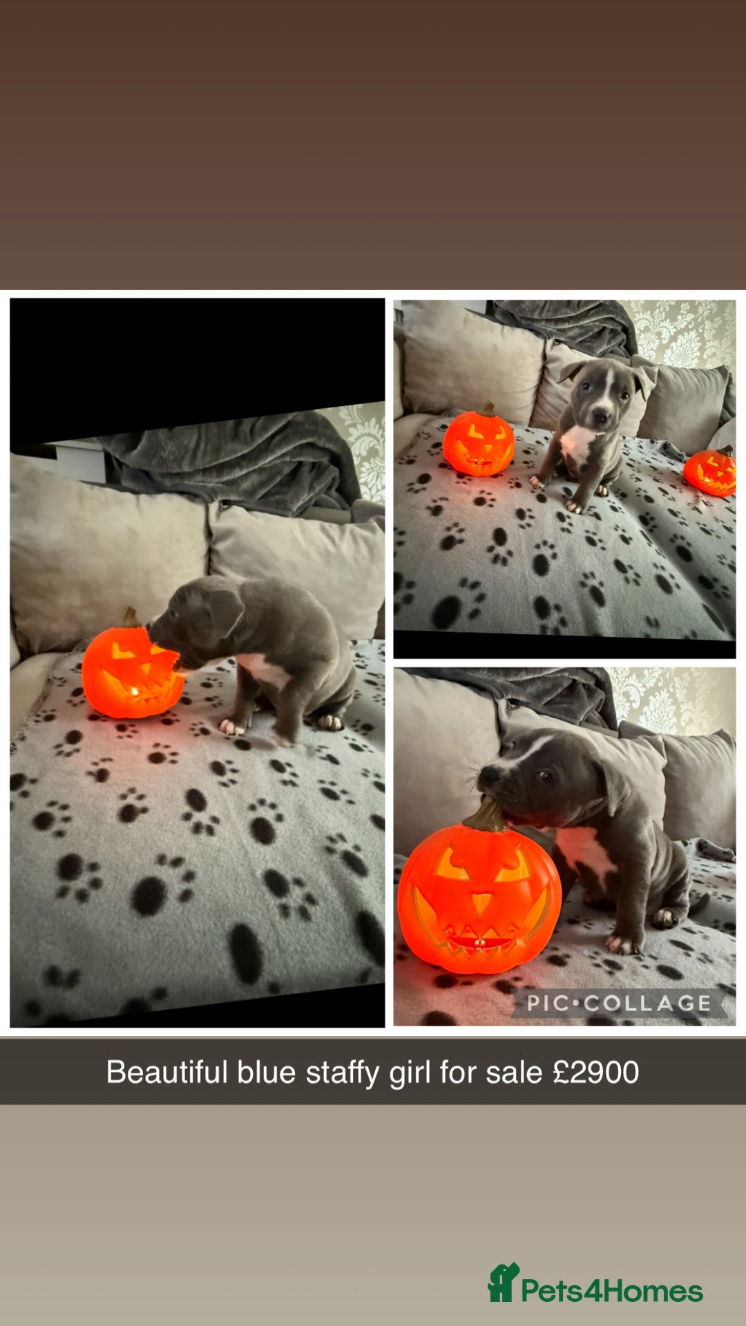 Staffordshire Bull Terrier dogs for sale: Chunky Staffordshire bull terrier puppies for sale - Image 11