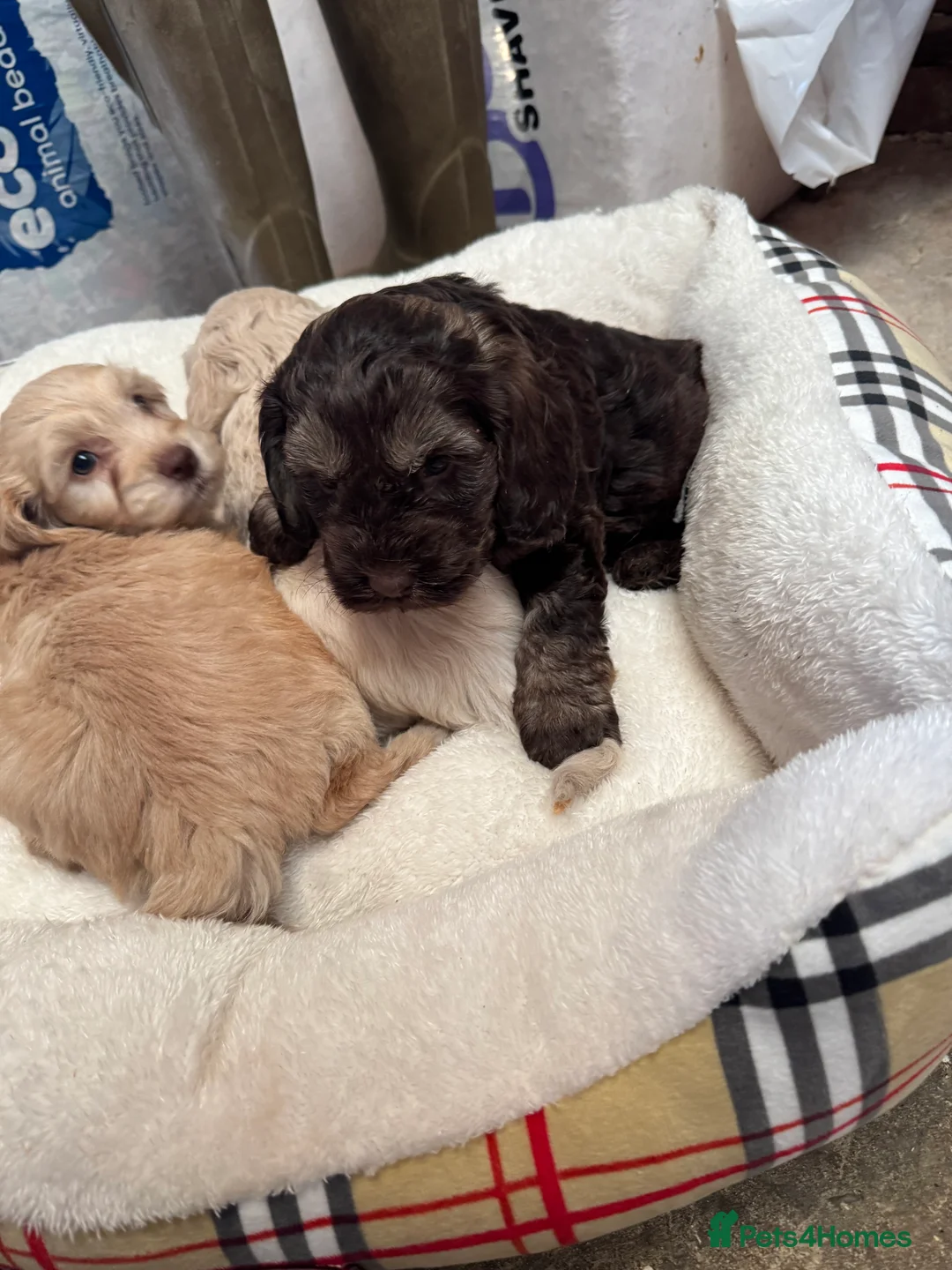 Cockapoo dogs for sale: Cocker poo puppies for sale  - Advert 15