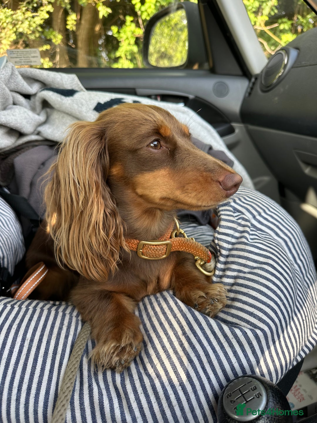 Miniature Dachshund dogs for sale: KC reg Long haired miniature dachshund puppies - Advert 4