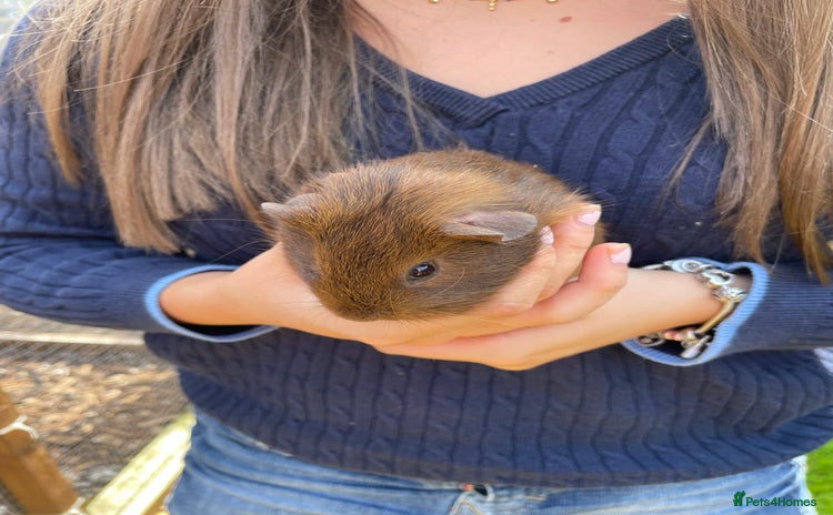 Guinea Pig rodents - Advert 8