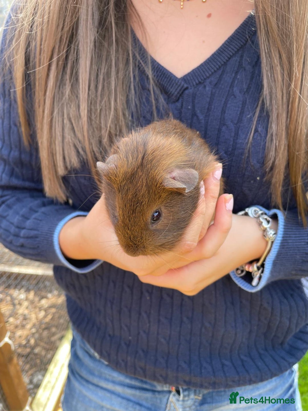 Guinea Pig rodents for sale: Male Guinea pigs - Image 1