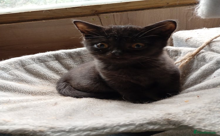 British Shorthair cats - Advert 14