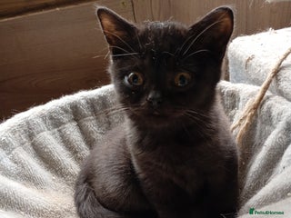 British Shorthair cats British Shorthair kittens - Advert 18