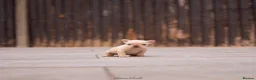 French Bulldog dogs for sale: READ INFO fluffy and carrier french bulldogs in Lincoln - Advert 10