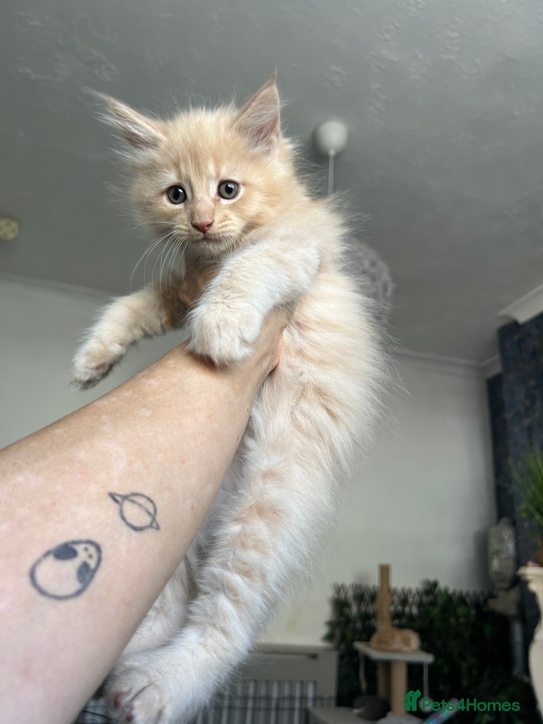 Maine Coon cats for sale: READY NOW! Maine Coon Kittens 🌹 - Image 11