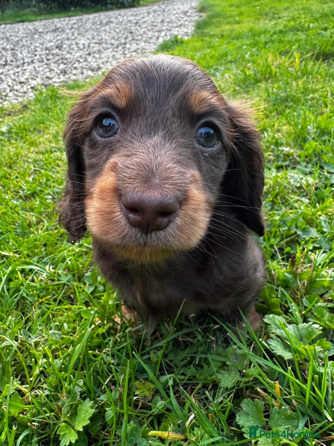 Miniature Dachshund dogs for sale: Miniature long-haired dachshund  - Image 9