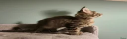 Maine Coon cats for sale: Fluffy Maine Coon kittens - Advert 10