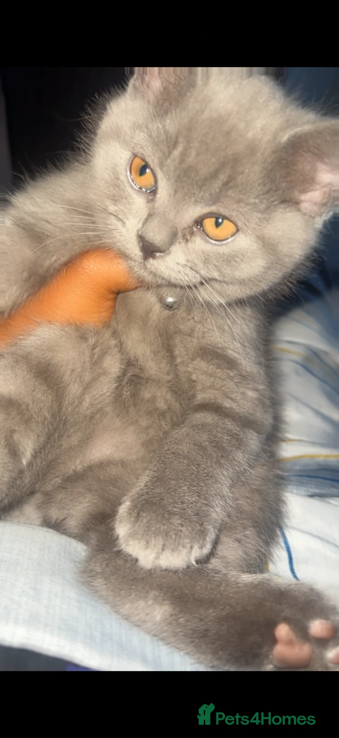 British Shorthair cats for sale: Moon  in London - Advert 2