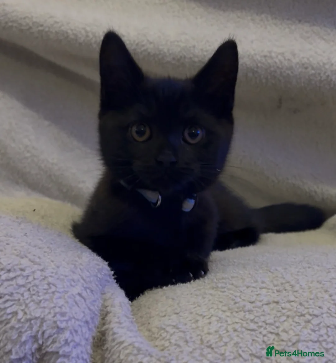 Mixed Breed cats for sale: 2 loving kittens needing forever homes - Advert 14