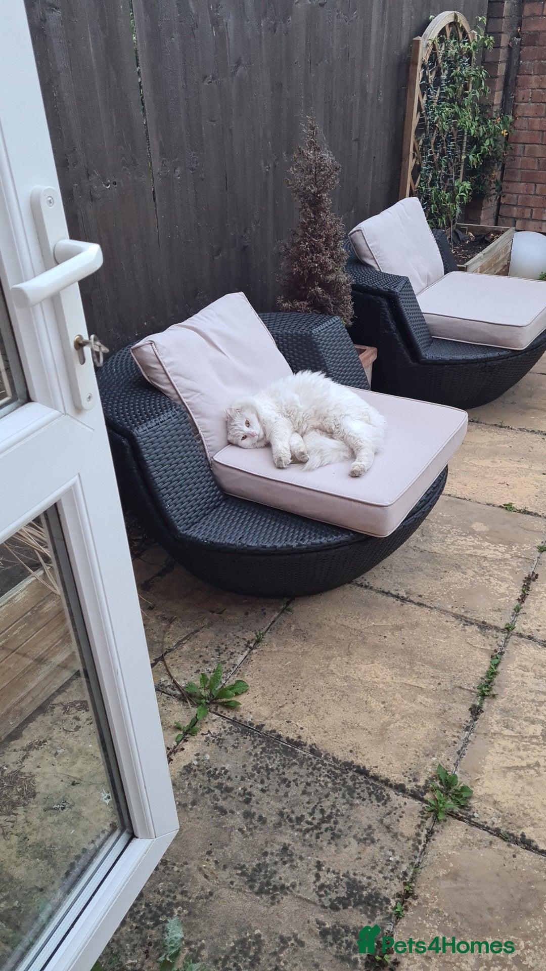 Mixed Breed cats for sale: Adult Female looking for a new home - Advert 7