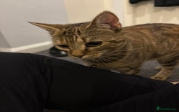 Domestic Shorthair cats for sale: 2 Female cats Domestic shorthair  - Image 3