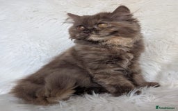 British Shorthair cats for sale: British shorthair kittens - Image 7