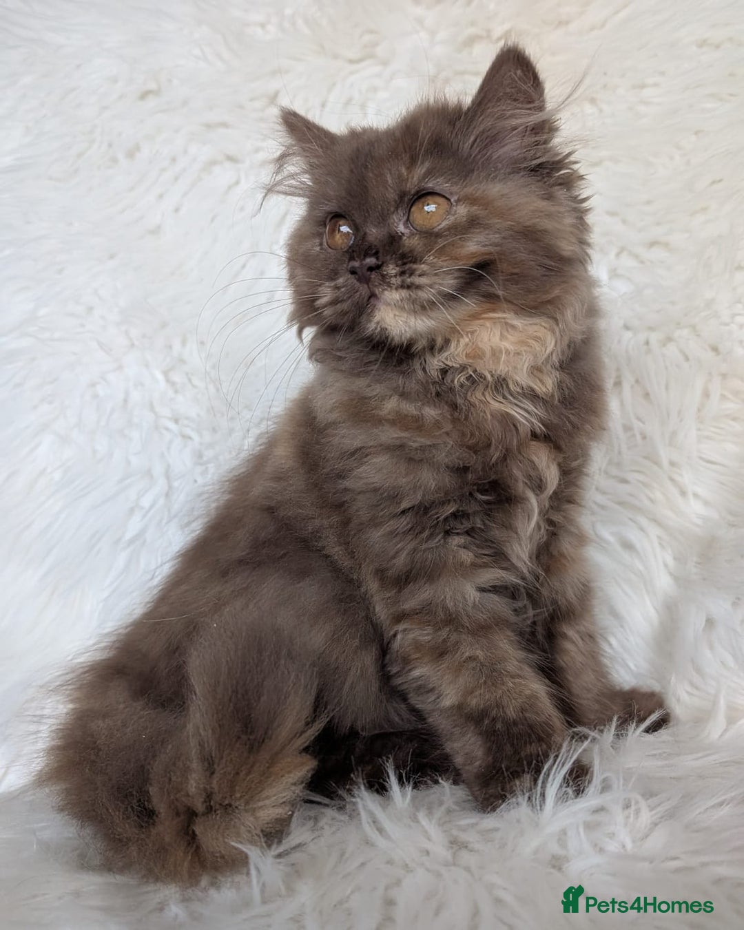 British Shorthair cats for sale: British shorthair kittens - Image 7