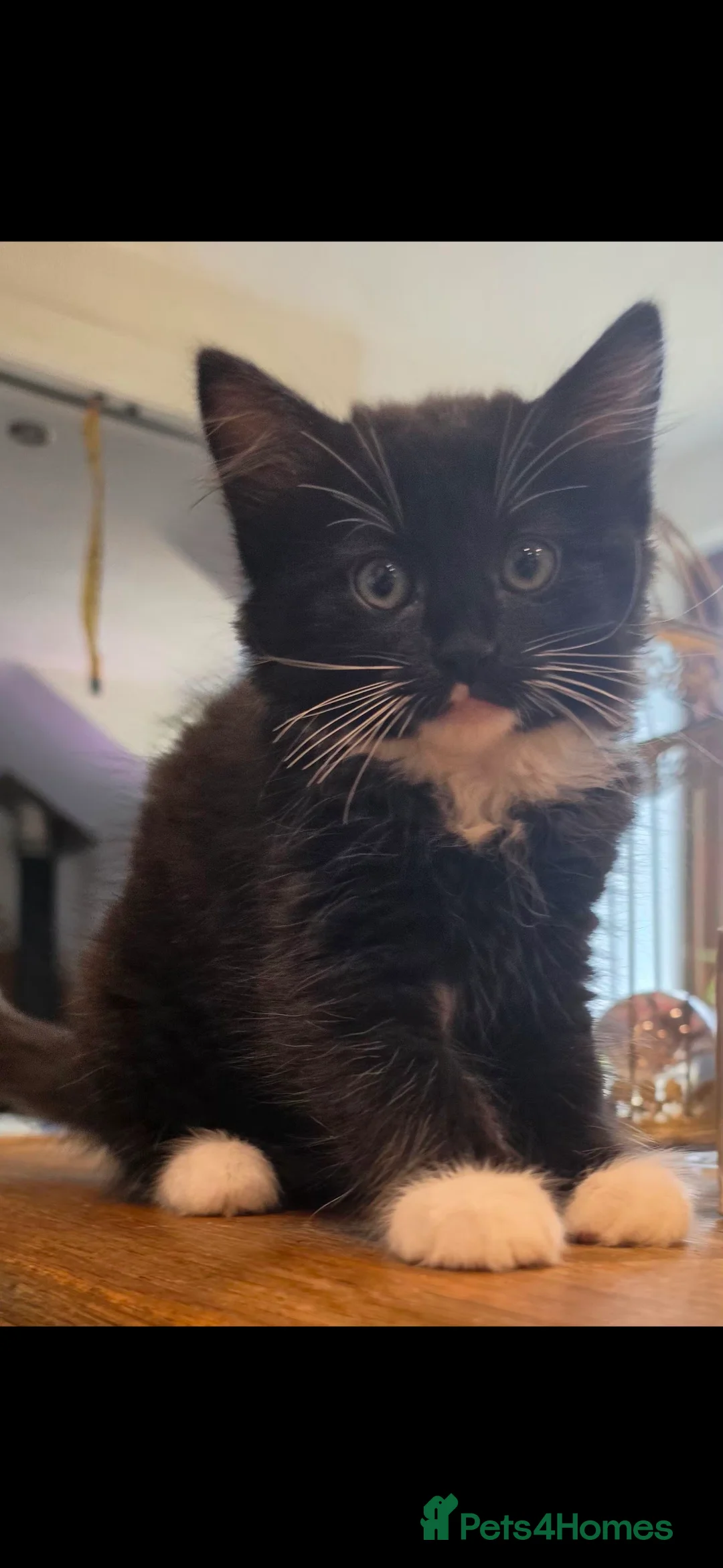 Mixed Breed cats for sale: Beautiful long haired kittens  - Advert 2