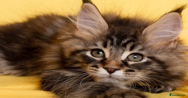 Maine Coon cats - Advert 3