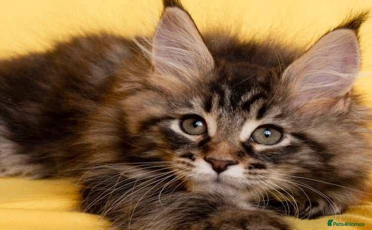 Maine Coon cats - Advert 4