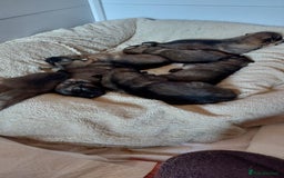 German Shepherd dogs for sale: 7  beautiful german shephered pups  - Image 21