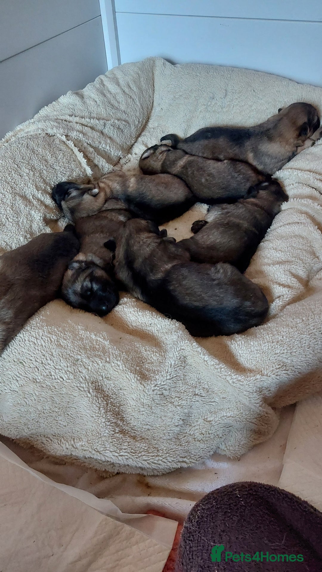 German Shepherd dogs for sale: 7  beautiful german shephered pups  - Image 21