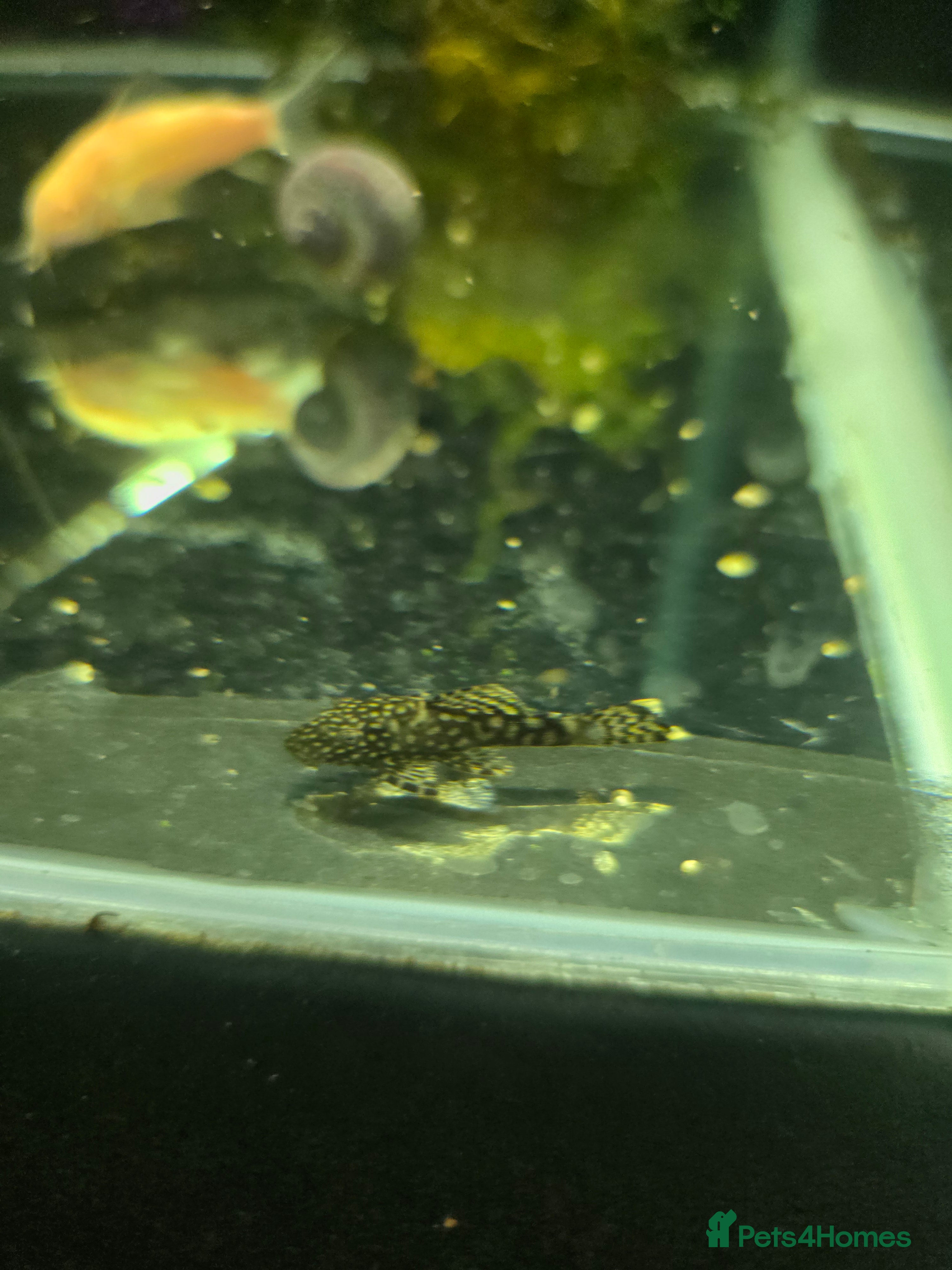 Plecos fish bristlenose plecos - Advert 1