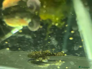 Plecos fish bristlenose plecos - Advert 6