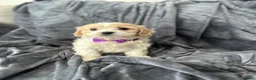 Cavapoo dogs for sale: F1 Cavapoo’s ready for new homes-1 boy & 3 girls - Advert 5