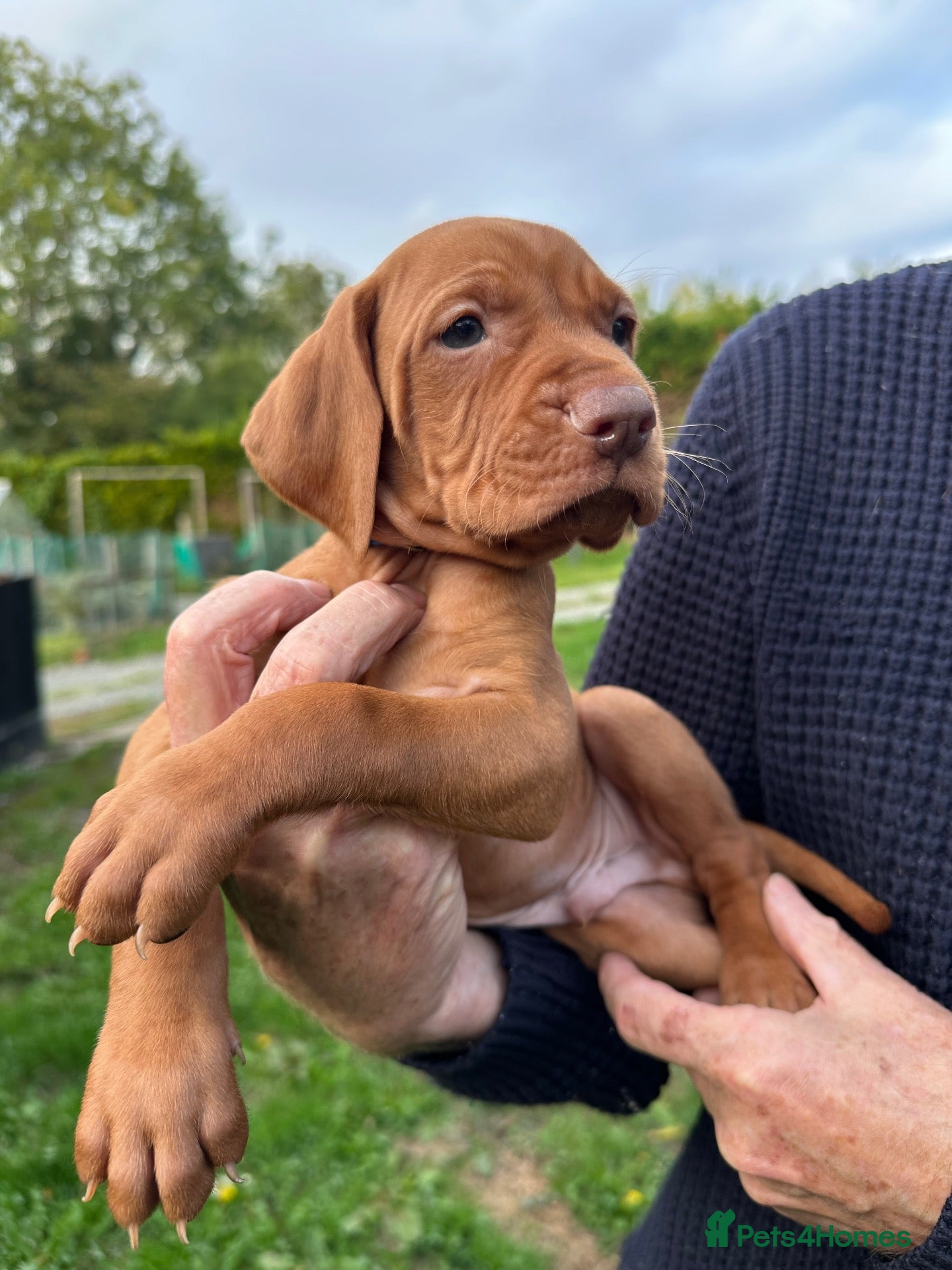 Hungarian Vizsla dogs Beautiful Smooth haired Hungarian Vizslas  - Advert 1