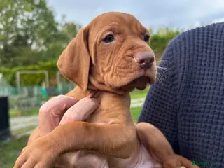 Hungarian Vizsla dogs Beautiful Smooth haired Hungarian Vizslas - Advert 1