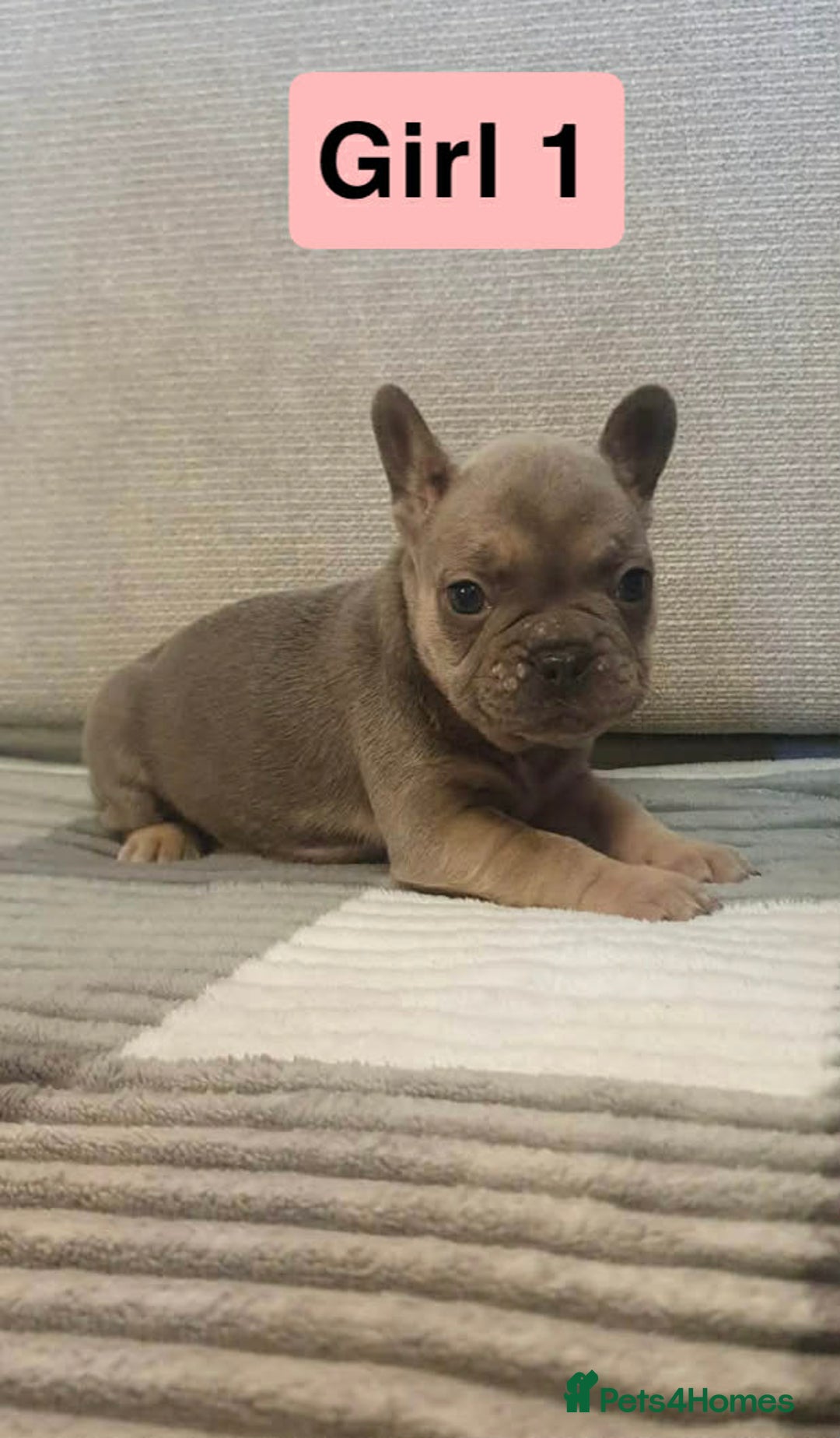 French Bulldog dogs for sale: 🐾 Adorable French Bulldog Puppies for Sale! 🐾  - Advert 9