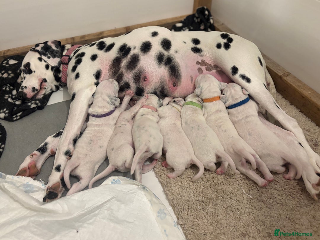 Dalmatian dogs for sale: 5 Generation KC Registered Dalmatians Boys - Advert 2