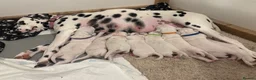 Dalmatian dogs for sale: 5 gen KC Dalmatians AVAILABLE NOW - Advert 3