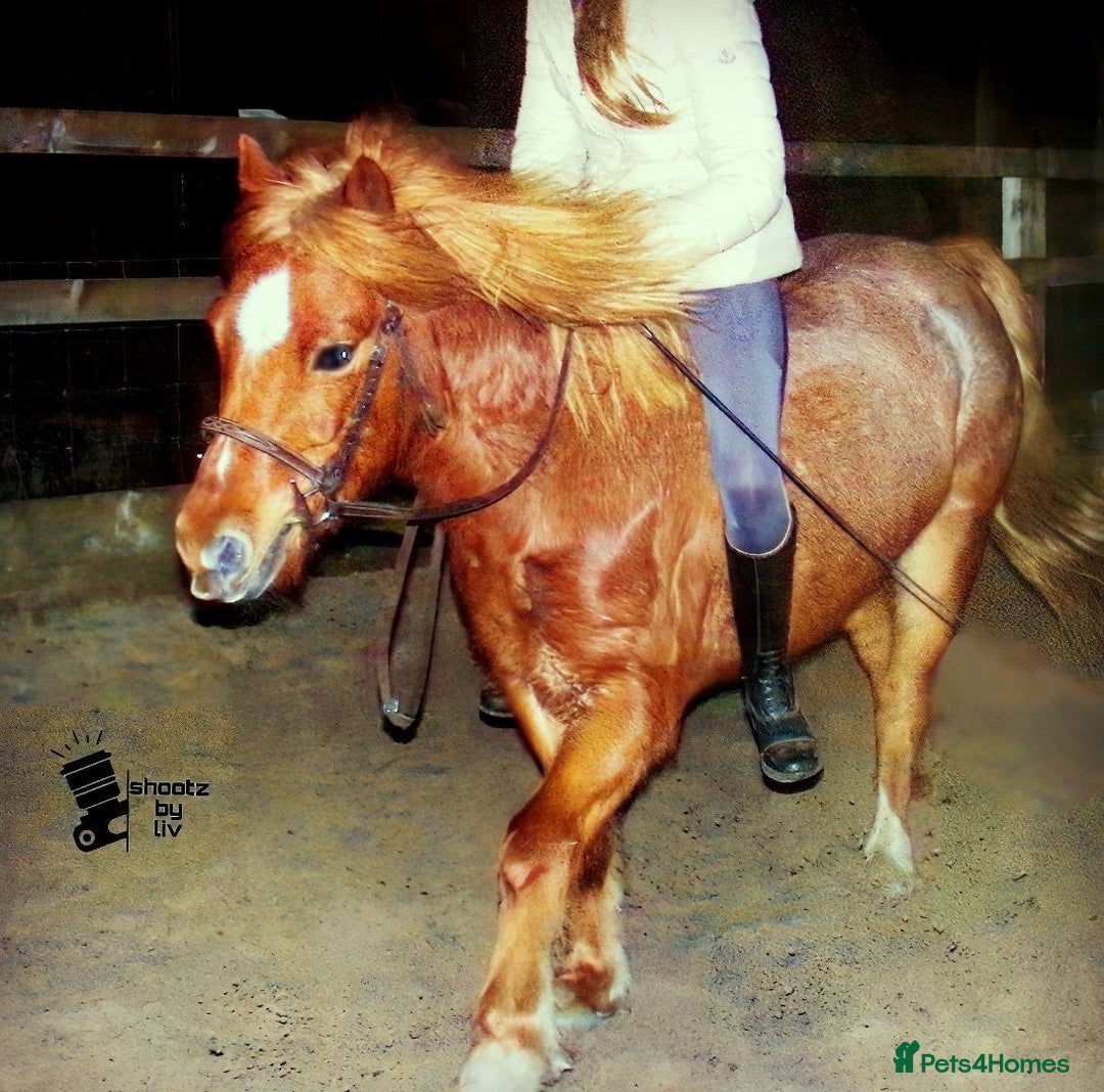 Welsh Section A horses for sale: Pony looking for new home  - Advert 3