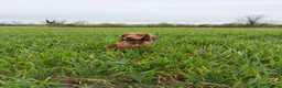 Cocker Spaniel dogs for sale: Working cocker spaniels  - Advert 4