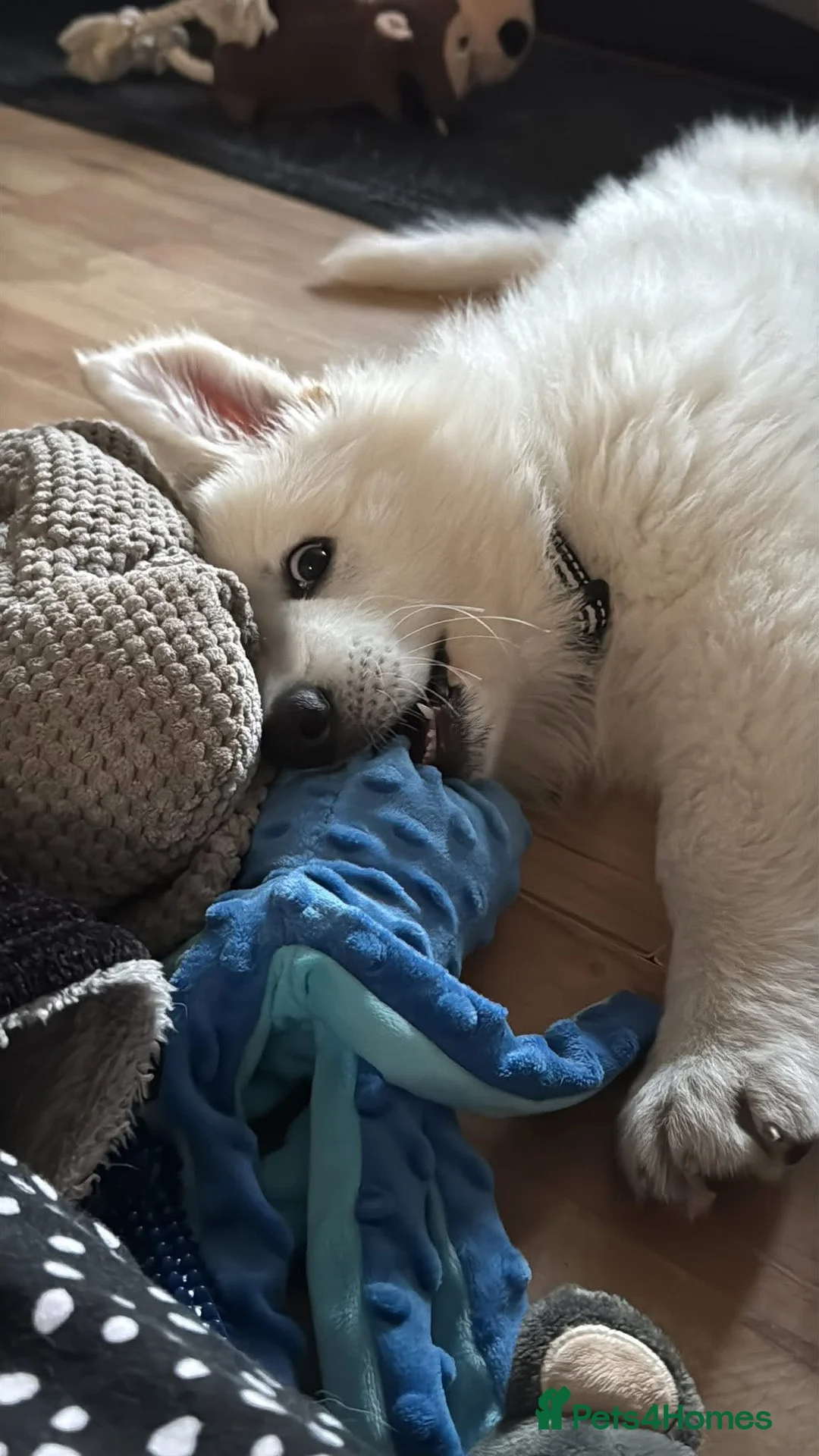 German Shepherd dogs for sale: Outstanding KC White long haired GSD pups  - Advert 2