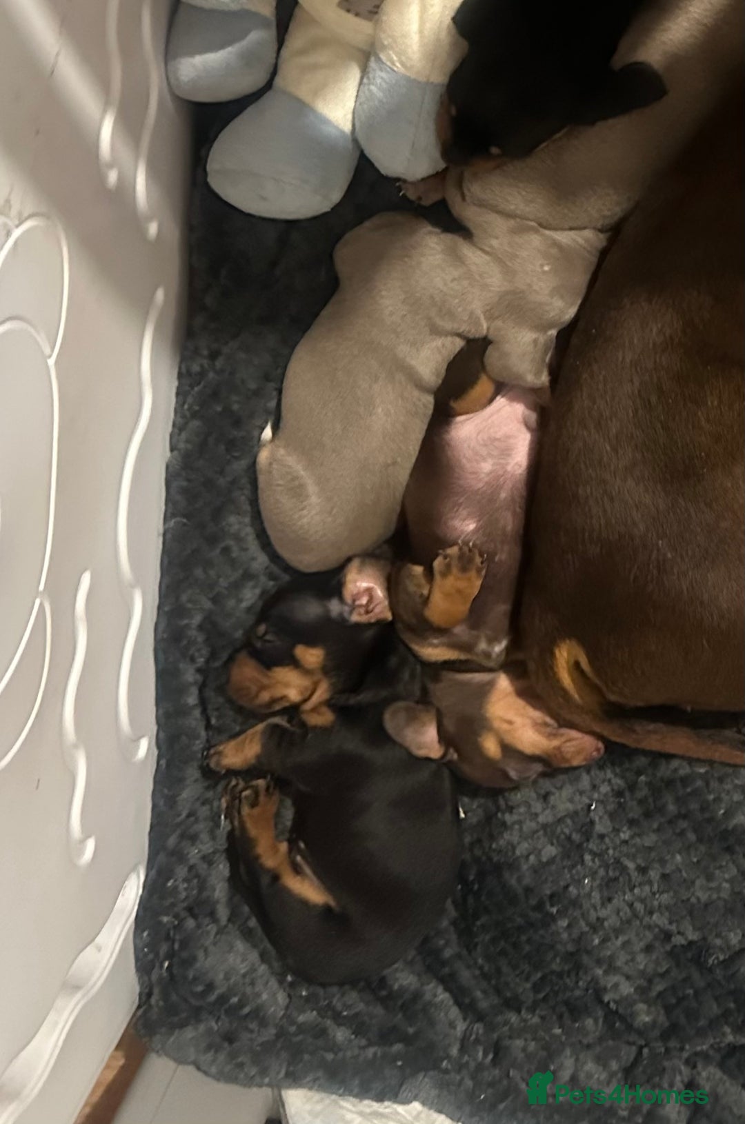 Dachshund dogs for sale: Stunning litter of Dachshund puppies 🌈🥰 - Image 7