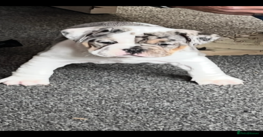 English Bulldog dogs - Advert 9