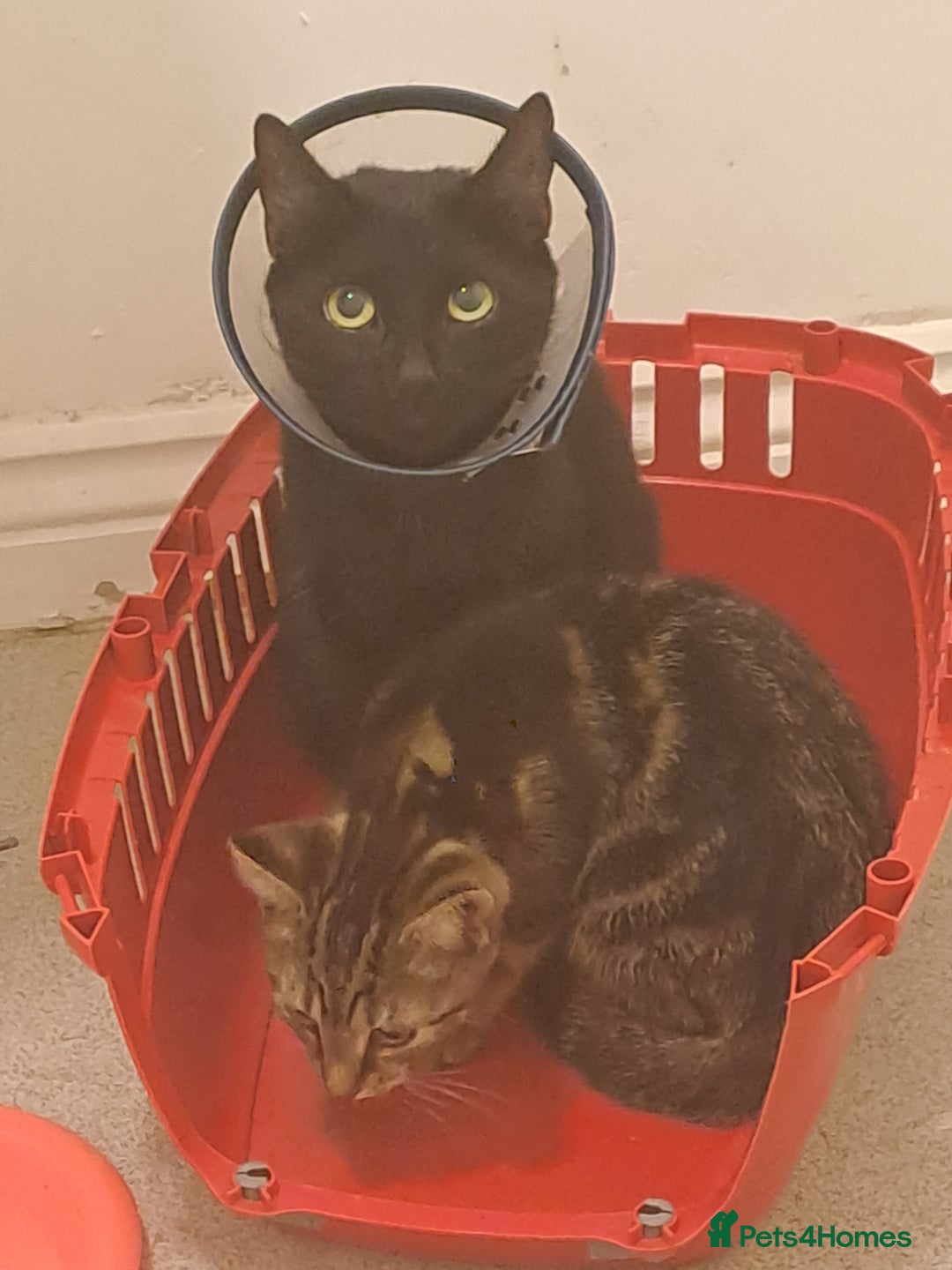 Mixed Breed cats for sale: Beautiful Tabby Male  - Advert 3