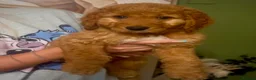 Double Doodle dogs for sale: Australian Double Doodle - Boys and Girl  - Advert 4