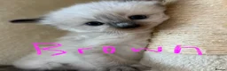 Ragdoll cats for sale: Pure ragdoll kittens sake London - Advert 26