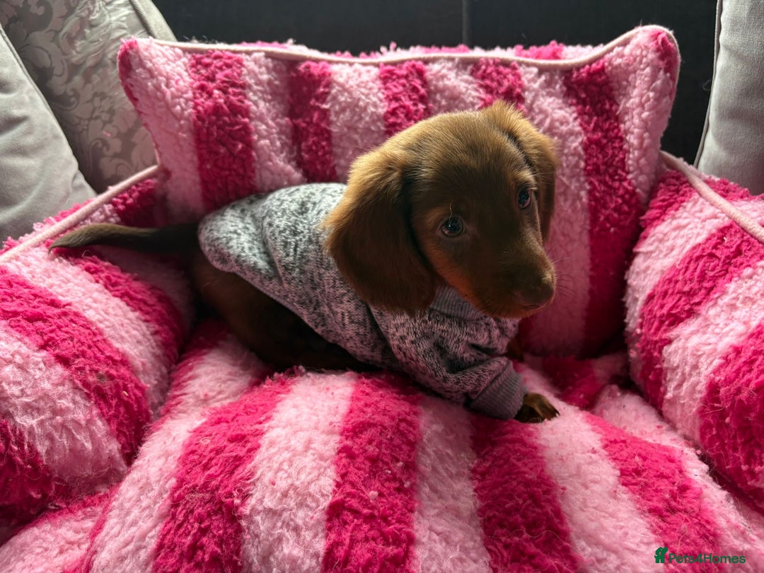 Miniature Dachshund dogs for sale: Stunning minature dachshund puppies - Image 31