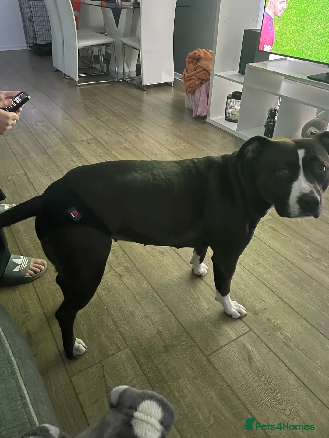 Mixed Breed dogs for sale: Rehoming rio - Advert 8