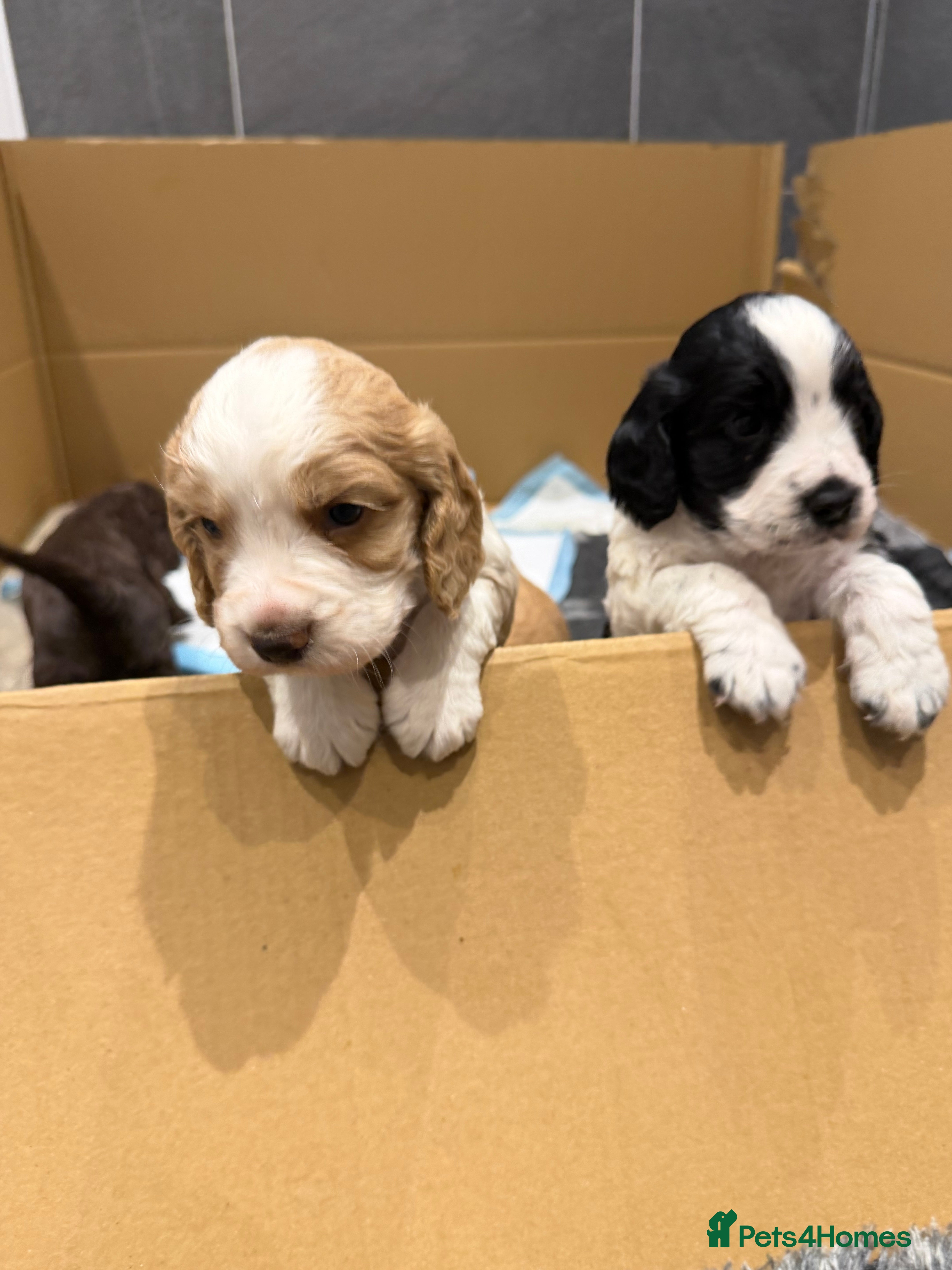 Cocker Spaniel dogs Working cocker Spaniels  - Advert 2