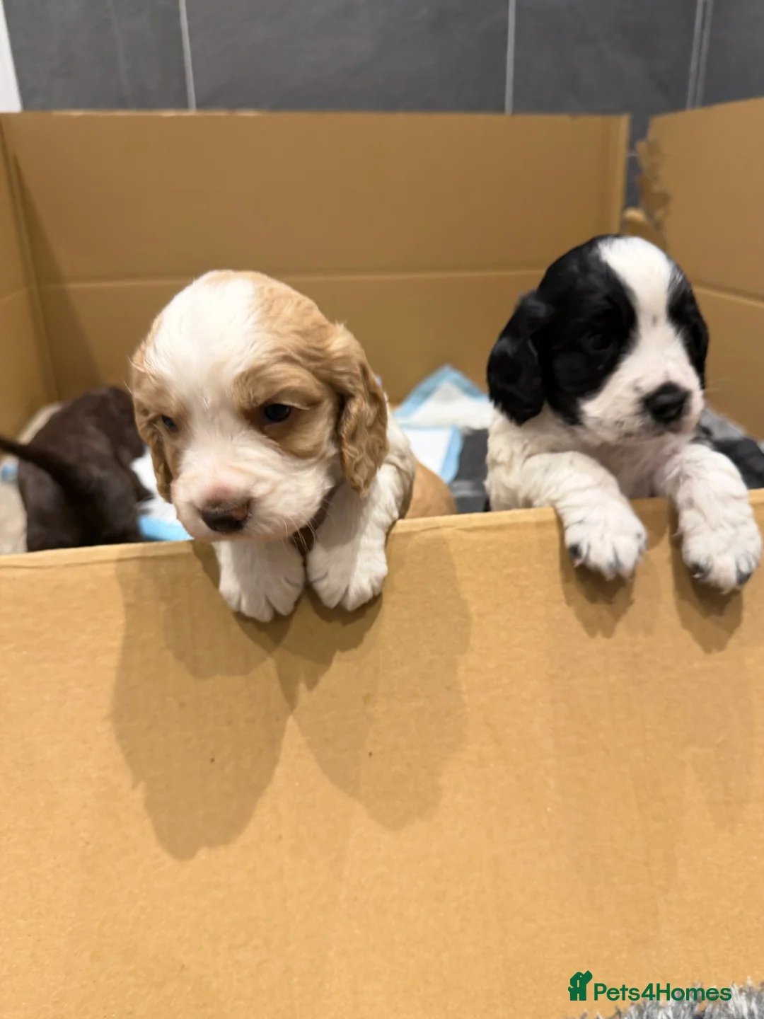Cocker Spaniel dogs for sale: Working cocker Spaniels  - Advert 2