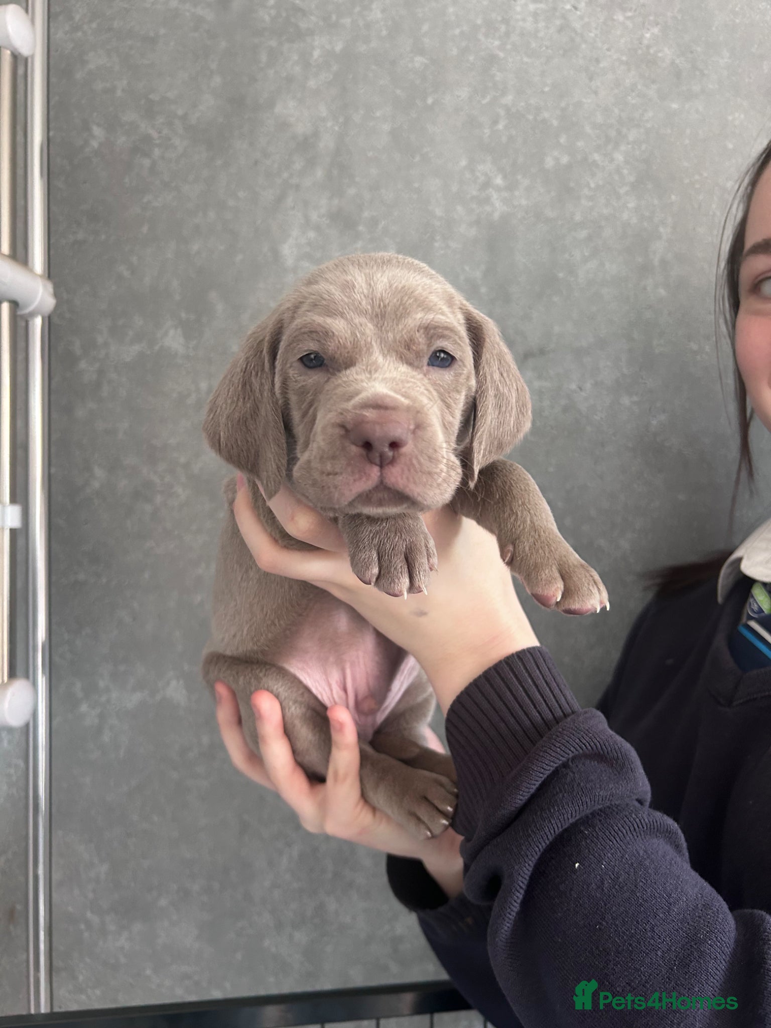 Weimaraner dogs Silver Weimaraner puppies for sale  - Advert 1