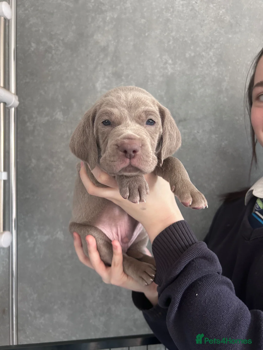 Weimaraner dogs for sale: Kc registered Silver Weimaraner puppies for sale  - Advert 1