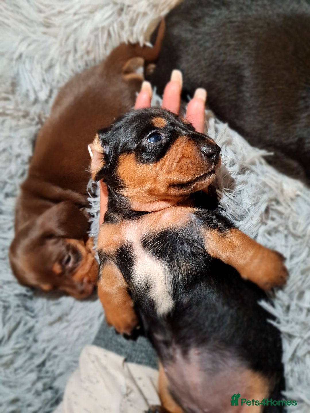 Miniature Dachshund dogs for sale: Extra miniature daschunds baby 🩷 - Advert 6