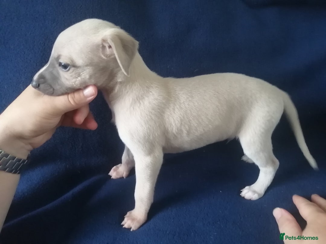 Whippet dogs for sale: Whippet pups ready now  - Image 4